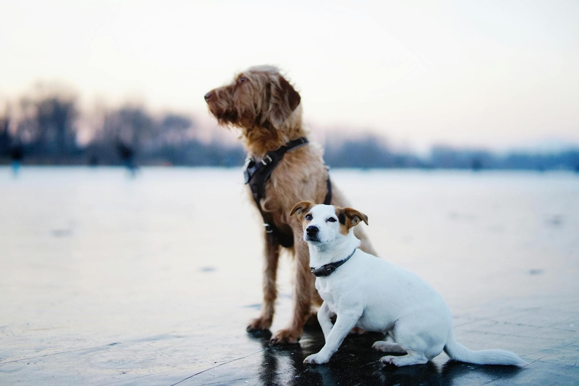 Dog & Cat Vets in West Valley City