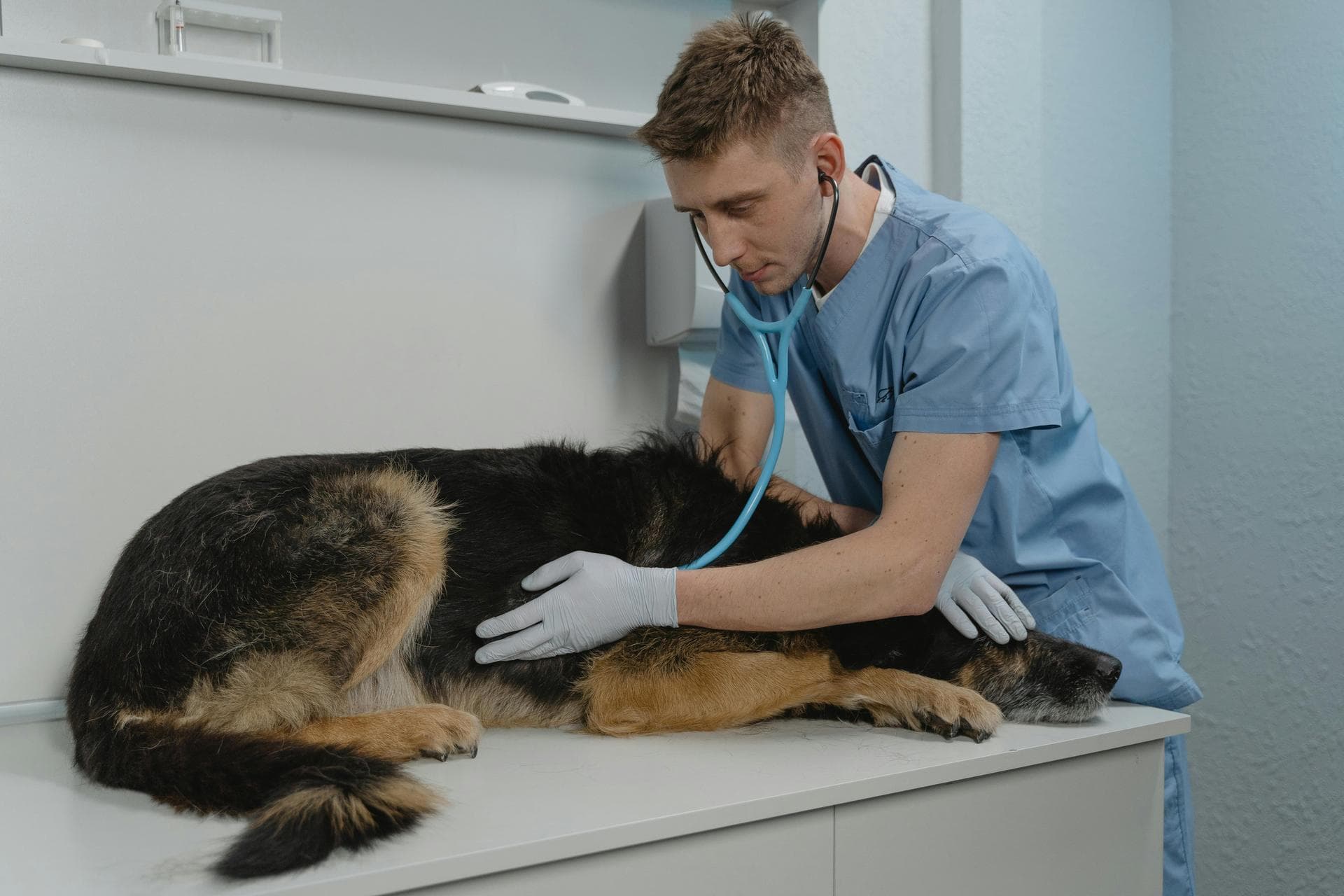 Specialist Vets in West Valley City